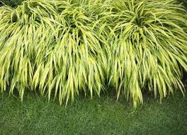 Maybe you would like to learn more about one of these? Planting Ground Cover 10 Dos And Don Ts To Heed Bob Vila Bob Vila