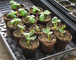 A large pot is roomy enough to hold watermelons prefer a rich, slightly sandy soil. How To Grow Watermelons From Seed The Garden Of Eaden