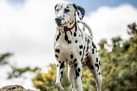 Fall in love with your new puppy here and order your dalmatian today! 20 Dalmatians To Follow On Instagram Hellobark