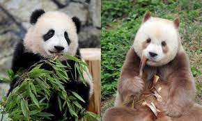 Pandas is used to analyze data. World S Only Brown Panda Raised In Captivity To Make Public Debut In Nw China Global Times