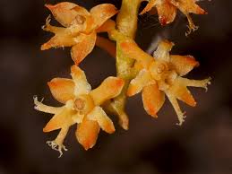 Image result for Tridactyle bicaudata