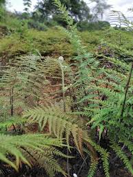 Image result for Pityrogramma aurantiaca