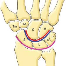 3:24 human biology explained 188 427 просмотров. Normal Anatomy Of The Carpal Bones Diagram Of The Wrist Frontal View Download Scientific Diagram