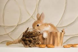 Cabbage is super healthy for rabbits! Can Rabbits Eat Dry Cereal Cornflakes Granola Oatmeal Bran Flakes