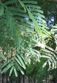 Mimosa trees are beautiful when they're blooming. Guajillo Care In The Landscape Learn About Guajillo Acacia Shrubs