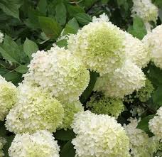 Bend a branch down to the trench so it touches the soil in the middle of the branch (six to 12 inches of branch should extend past the trench). Hydrangea Care Planting How To Grow Hydrangea Flowers Garden Design