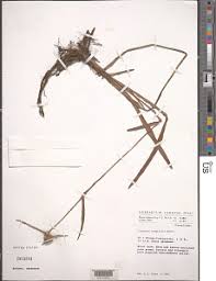 Image result for Cyanotis longifolia