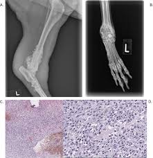 Frequently examine your dog's body for abnormalities; A Dog In The Cancer Fight Comparative Oncology In Osteosarcoma Intechopen