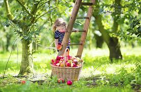 Vergessen sie nicht, diese downloaden mein schöner garten mondkalender 2014 ihre referenz, und sehen sie den ganzen seite galerie auch. Mondkalender Garten Samereien Mondzyklus Gartenjahr Und Wirkung Des Mondes