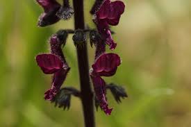 Image result for Equilabium