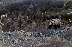 Petrini purchased his professional guide service eight years ago from his father, who started it in 1985. Running With The Bears A Guide For Trail Runners Irunfar