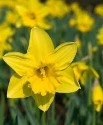 Narcissus Rijnveld S Early Sensation A Brilliant F Herbert Chapman Hybrid Circa 1943 This Award Winning Early B Daffodils Spring Flowering Bulbs Bulb Flowers