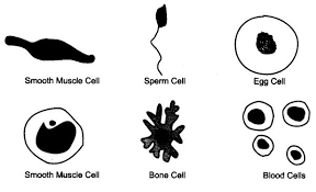 What is the point of difference between cardiac muscle and striated muscle? Class 9 Science The Fundamental Unit Of Life Free Study Material Cbse Sample Papers Books Studyguide360