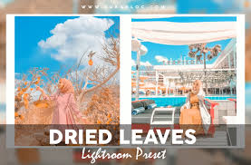 Rumus edit lightroom ala selebgram. Preset Gratis Selebgram Dried Leaves Lightroom Cc Mobile Bukablog Buka Dan Baca Sekarang