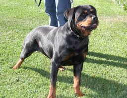 Dog Articles Bone Muscle Power And The Loss Of Rottweiler