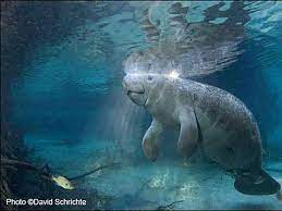 Save The Manatee Club - Maitland, Fl | Verobeach.com