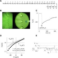 We did not find results for: Using The Plant Vacuole As A Biological System To Investigate The Functional Properties Of Exogenous Channels And Transporters Sciencedirect