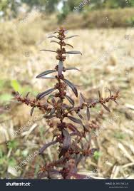 Image result for Ammannia baccifera