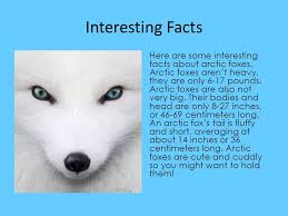 Arctic foxes have a great sense of smell and excellent hearing. Arctic Fox By Alan Ms Weinberg Arctic Fox Why I Chose My Animal I Chose The Arctic Fox Because They Are Very Soft Also Arctic Foxes Are Cute And Ppt Download