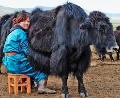 Image result for yak