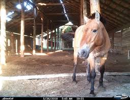 Die dw hat fünf davon geprüft. Przewalski Pferde In Der Sperrzone Von Tschernobyl Propferd At Osterreichs Unabhangiges Pferde Portal News Aktuelle News