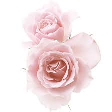 Kosmetika Tiande Fl Ftm Flower 08 Pink Roses Png Na Yandeks Fotkah Found On Polyvore Flower Wallpaper Flower Png Images Flowers