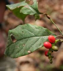 Image result for Macrotyloma africanum