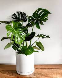 Incipit vita nova.sotto la quale rubrica io trovo scritte le parole le quali è mio intendimento d'asemplare in questo libello; Houseplant Care Why Your Plant Is Dying And How To Reverse It Architectural Digest