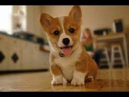 862 likes · 18 talking about this. Funny Corgi Video Compilation Cutest Corgis Of 2018 Youtube