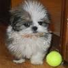 Known for their friendly and loving temperaments, the shih tzu loves companionship. Https Encrypted Tbn0 Gstatic Com Images Q Tbn And9gcra6kiwwwqjktriataxv Hohe6fmjotrp1hkykguzskeza5jnxj Usqp Cau
