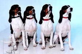 Image result for bernský honič