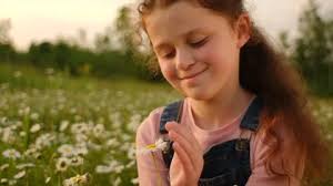 Daisy Field Stock Video Footage