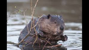 From the golden beaver's brand new album 100% canadian. Warning Issued After 2 Swimmers Attacked By Beaver In Quinebaug River Near Killingly Fox61 Com