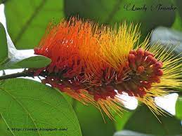 Monkey Brush Vine Combretum Rotundifolium Plants Vines Red Flowers