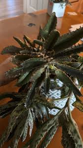 What is the name of this cactus species?