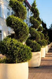 Image result for spiral cut juniper trees
