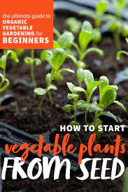 How To Start Seeds Indoors Planting Seeds Organic Vegetable Garden Planting Vegetables