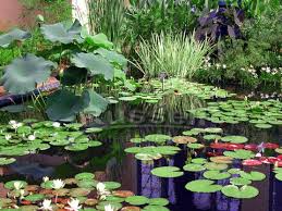 Some colors include white, pink, yellow, orange, salmon, and more. Types Of Water Plants For Your Pond Marginal Floating Submerged Russell Watergardens Koi