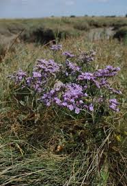 Image result for Limonium vulgare