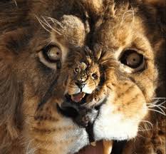 RÃ©sultat de recherche d'images pour "le roi lion 2019"