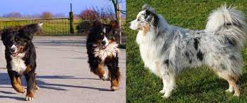 Check spelling or type a new query. Bernese Mountain Dog Australian Shepherd Mix Let S Get To Know It