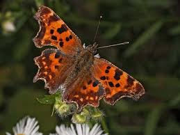 Image result for Polygonia c-album
