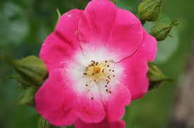 Image result for Rosaceae