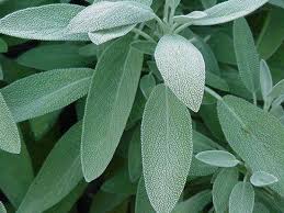 Sage Medical Medium Herbs For Health Healing Herbs