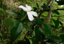 Image result for Hyperacanthus amoenus