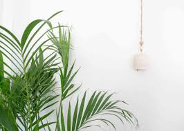Also, your indoor palm tree is. Palm Trees Indoor Plant Care Growing Guide