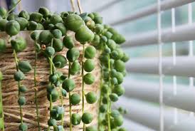 The most common and easiest way to propagate string of pearls is through stem cuttings. String Of Pearls Plant Dying Causes And Solutions Smart Garden Guide
