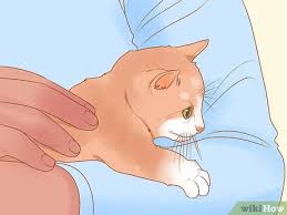 Especially, when you are struggling with your depression, anxiety, or other related mental health conditions. How To Train A Therapy Cat 15 Steps With Pictures Wikihow