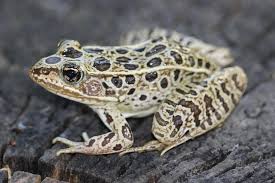 Image result for Lepidagathis andersoniana