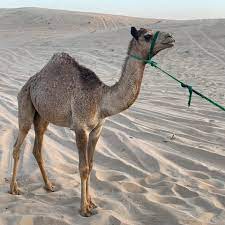 ‎اهلا بكم في الصفحة الرسمية لقناة يويو على اليوتيوب‎ Ù‡Ø¬Ù† Ø§Ù„Ø§Ù…Ø§Ø±Ø§Øª Ø£ÙÙ„Ø­ Ù…Ù† Ø°ÙƒØ± Ø§Ù„Ù„Ù‡ Ù„Ù„Ø¨ÙŠØ¹ Ù…Ø§Ø±ÙƒÙ‡ Facebook